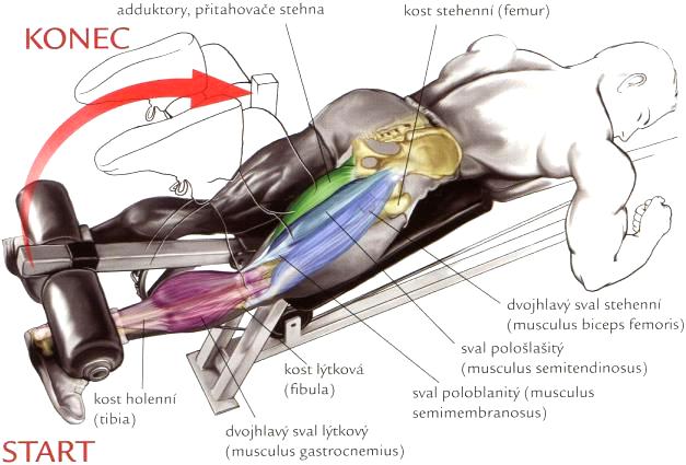 hamstring 12